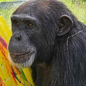 A chimp painting outside