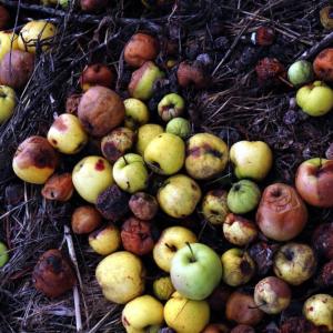A pile of rotting apples on dark soil