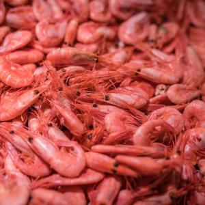 Pink shrimp