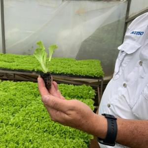 Acceso staff shows a lettuce seedling, which they grow for clients in their own greenhouse.