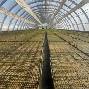 A green house full of trays of seedlings.