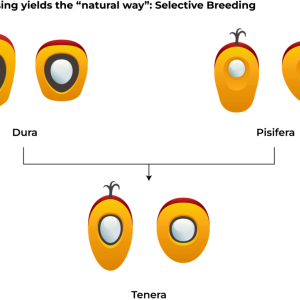 Text: Increasing yields the "natural way": Selective Breeding 