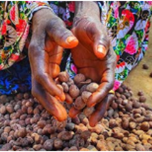 Close up of hands holding seeds over a pile of seeds on the ground.