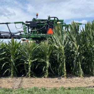 a field of corn, some shorter than others, and machinery going through them.