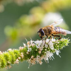 bee on a flower