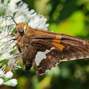 Moth