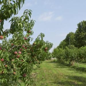 An apple orchard