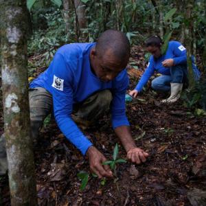 Two people gathering seeds in the forest