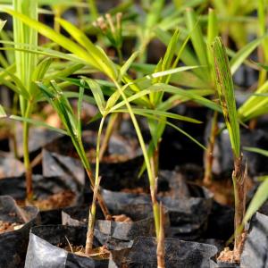 Juçara Palm seedlings