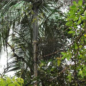 The Juçara Palm mother tree