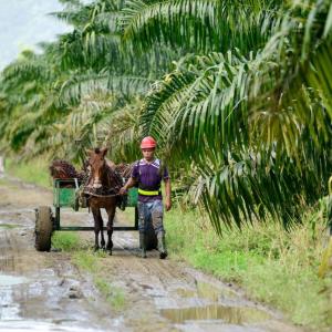 A person walking alongside a horse pulling a cart down a wet muddy road lined with trees.