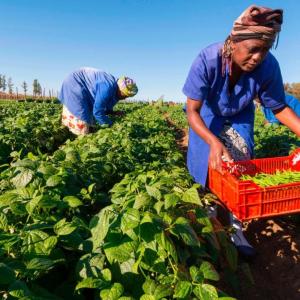 farmers picking beans