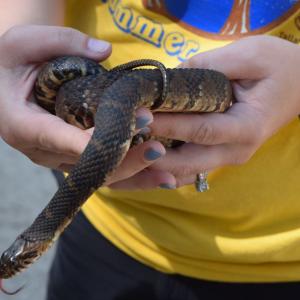 person holding a snake