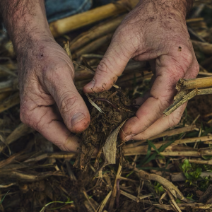 Hands in soil