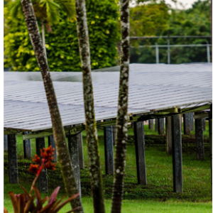 Rows of solar panels in a lush green area.