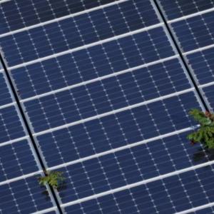 Close up of rows of close solar panels. A plant growing between some.