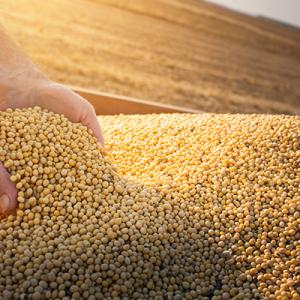 Two hands scooping soybeans.
