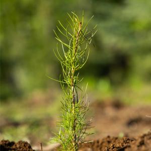 Close up of a tree sprout in the ground.