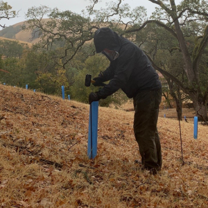 a person hammering a support stake next to a planted tree