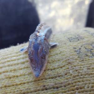 Close up of a baby sturgeon on a gloved hand.