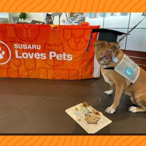 A sitting dog in graduation cap, a treat in front of them.