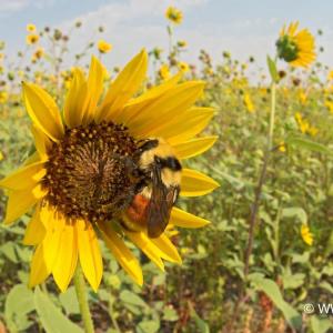a bee sits on a yellow flower