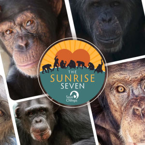 Sunrise Seven central in a collage of photos of chimpanzees.