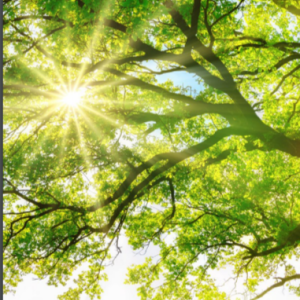 sunshining through the branches of a tree in a field/forest