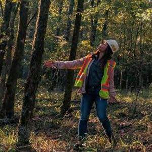 A person in hard hat and high-vis vest reaches out towards a tree and looks up to the top. In a forested area.
