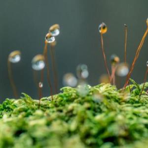 Close up of a tiny piece of moss with small sprouts covered in dew.