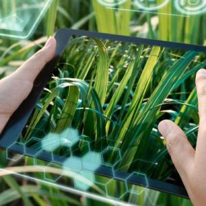 Two hands using a tablet device, dens green plants surrounding.