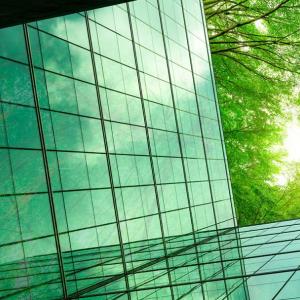 looking up at a tree canopy, surrounded by buildings.