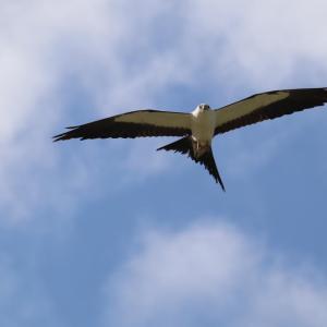 swallow-tailed kites