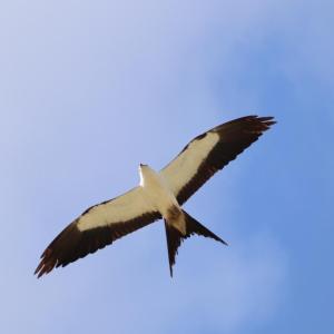 swallow-tailed kites