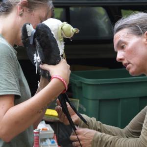 two people helping a bird