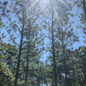 Looking up, two tall pine trees are central in a grove of other trees