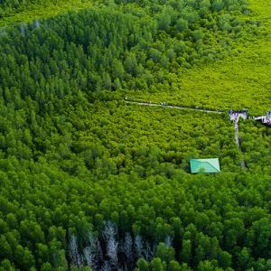 Birds-eye view of a forest