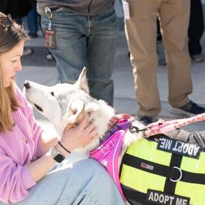 A person petting an adoptable dog