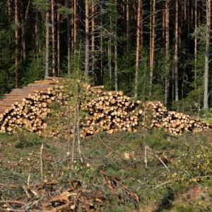 A far view of a stack of cut timber in a forested area.