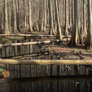 A forested area with small creek and some fallen timbers.