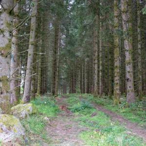 A path in a forested area.