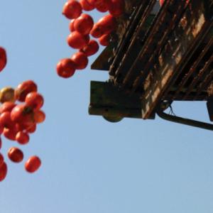 tomatoes fall off a conveyor belt