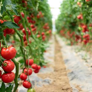 Tomato plants
