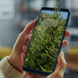 Photo of a tree on a cell phone