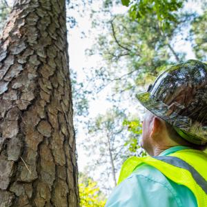 person looking up a tall tree