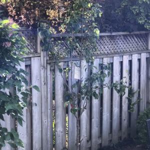 A small tree next to a fence.