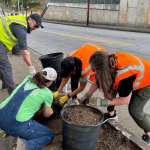 Volunteers planting trees on the side of a road.
