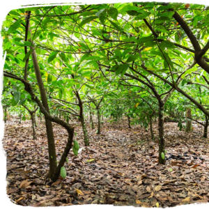 a grove of nut trees