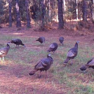 A flock of turkeys grazing
