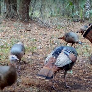 A flock of turkeys grazing